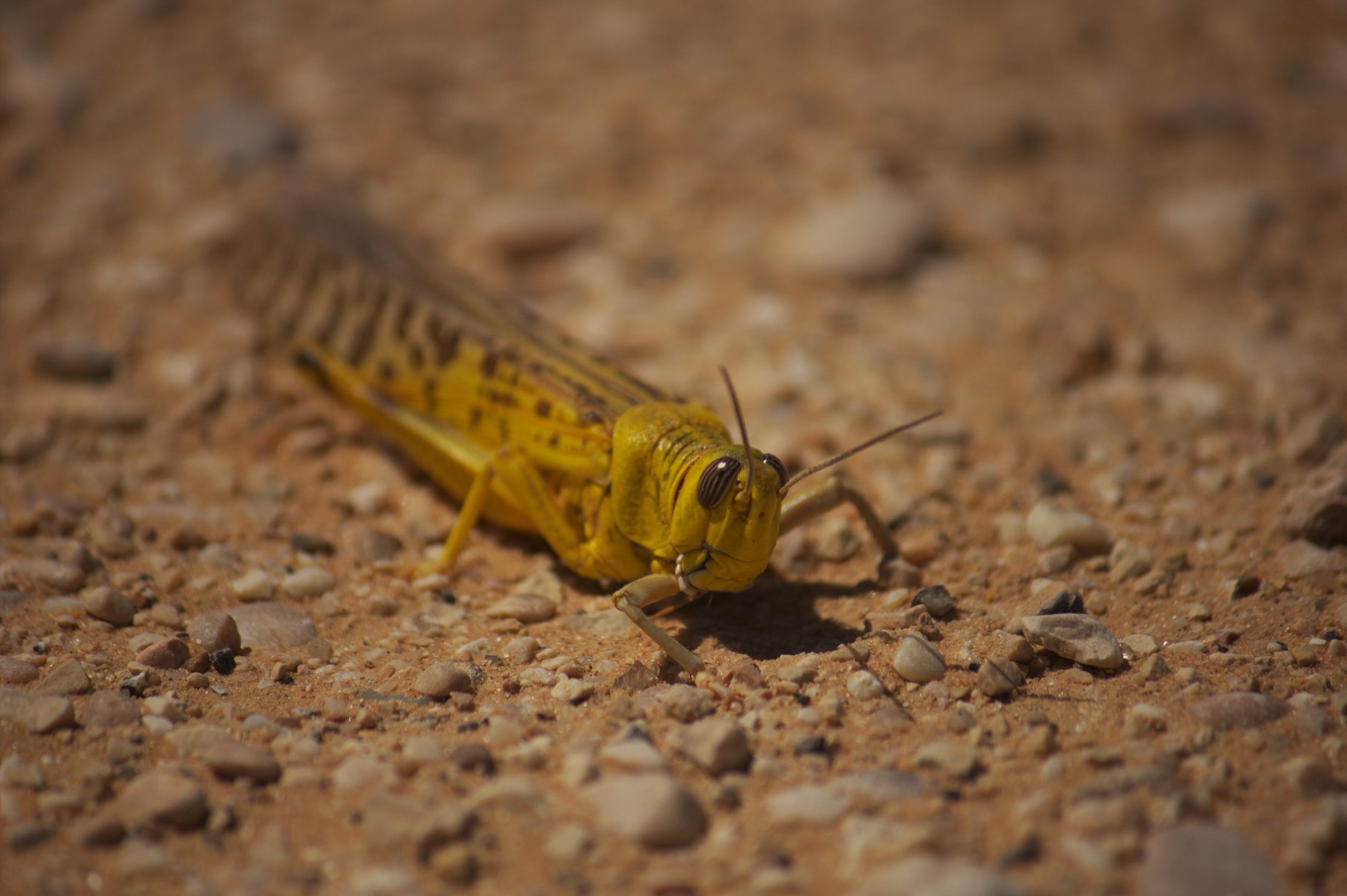 Close-up of a desert locust