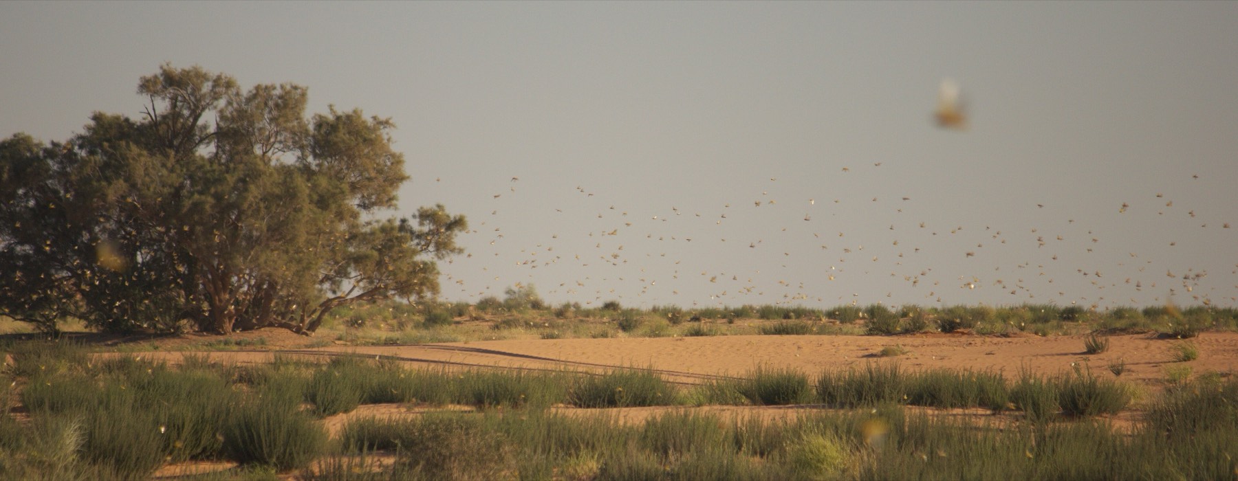 A desert locust swarm rising over scrubland